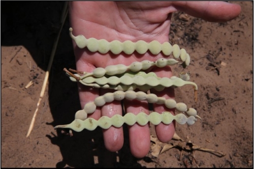  Prickly acacia seed pods are very distinctive 